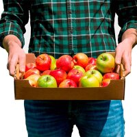 Steige | 1,5 kg | 375x274x83 mm